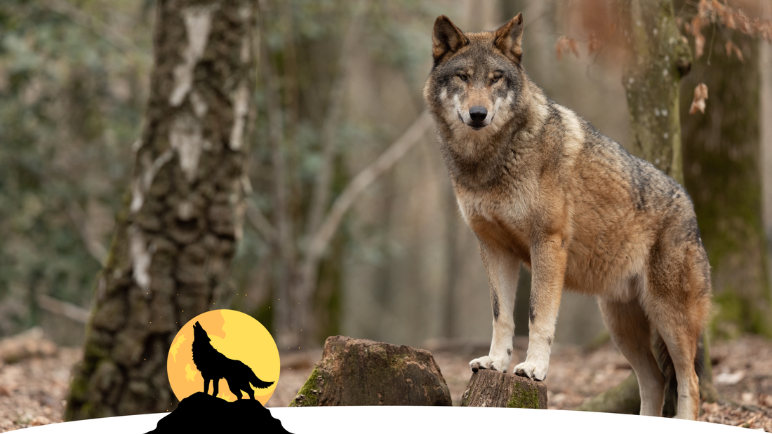 histoire de loups pour enfant dès 3 ans