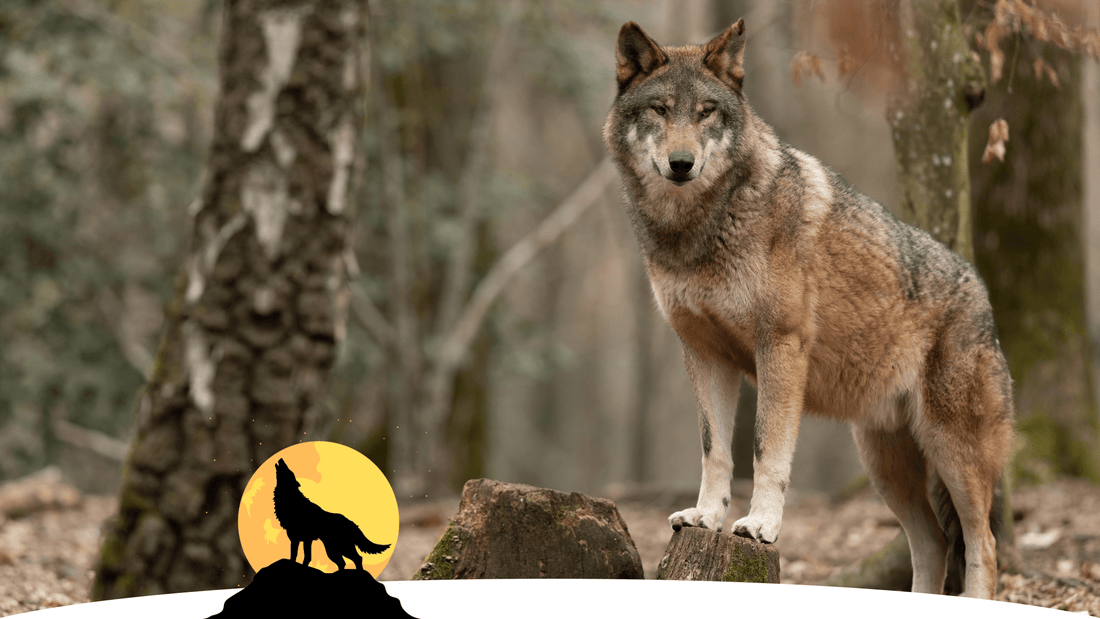 Livre sur les loups : les plus belles histoires jeunesse - Bookinou (Pimely)